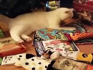 Sweet Little Cats Funny Videos 2015