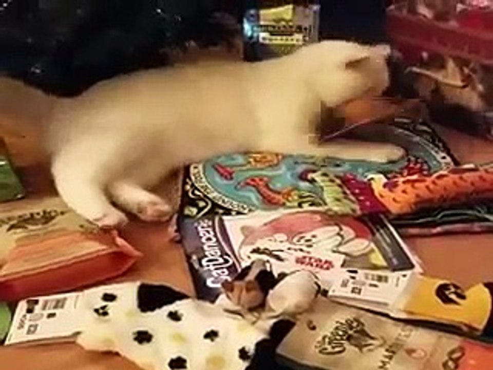 Sweet Little Cats Funny Videos 2015