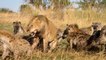 Lion Attacked By Hyenas Than Killed By A Group Of Lions Real Fight - Wild Animal Fights