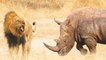 Lion vs Rhino vs Hyenas vs Wildebeest Real Fight - Amazing Videos