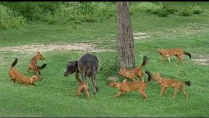 Wild Dogs Attacking Buffalo Real Fight - Amazing Videos