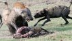 Wild Dog Vs Hyena Real Fight - Amazing Videos
