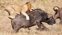 UNBELIEVABLE !! Lion Attack Buffalo But Buffalo Won - Wild Animal Fights