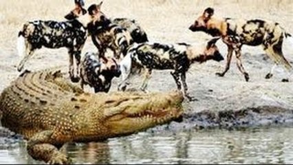 Wild Dogs Vs Crocodile Real Fight - Amazing Videos