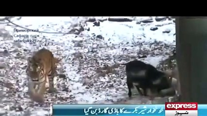 Animal Friendship Story Loin And Goat Friendship