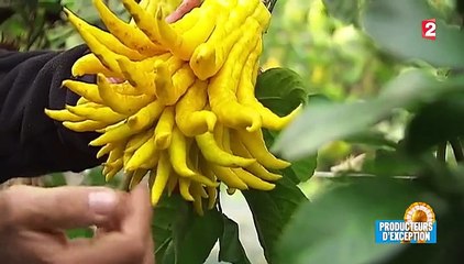 Gastronomie : leurs agrumes sont prisés par le monde entier