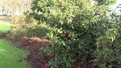 Météo : une douceur inquiétante