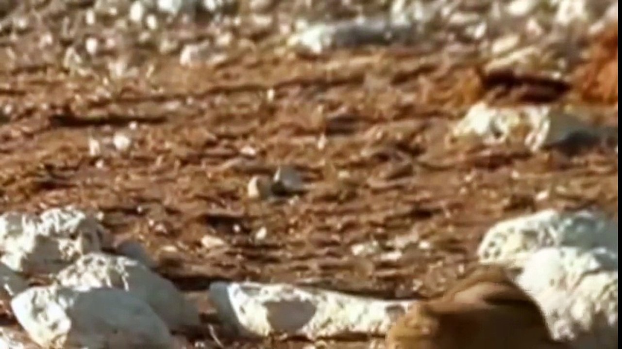 Lions Documentary : Wildest Attacks of Big Cats Collection of Best Fights - Nat Geo Wild