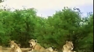 Lions Documentary : THE POWER OF THE LION - Lions vs Hyenas Incredible Fights Nat Geo Wild