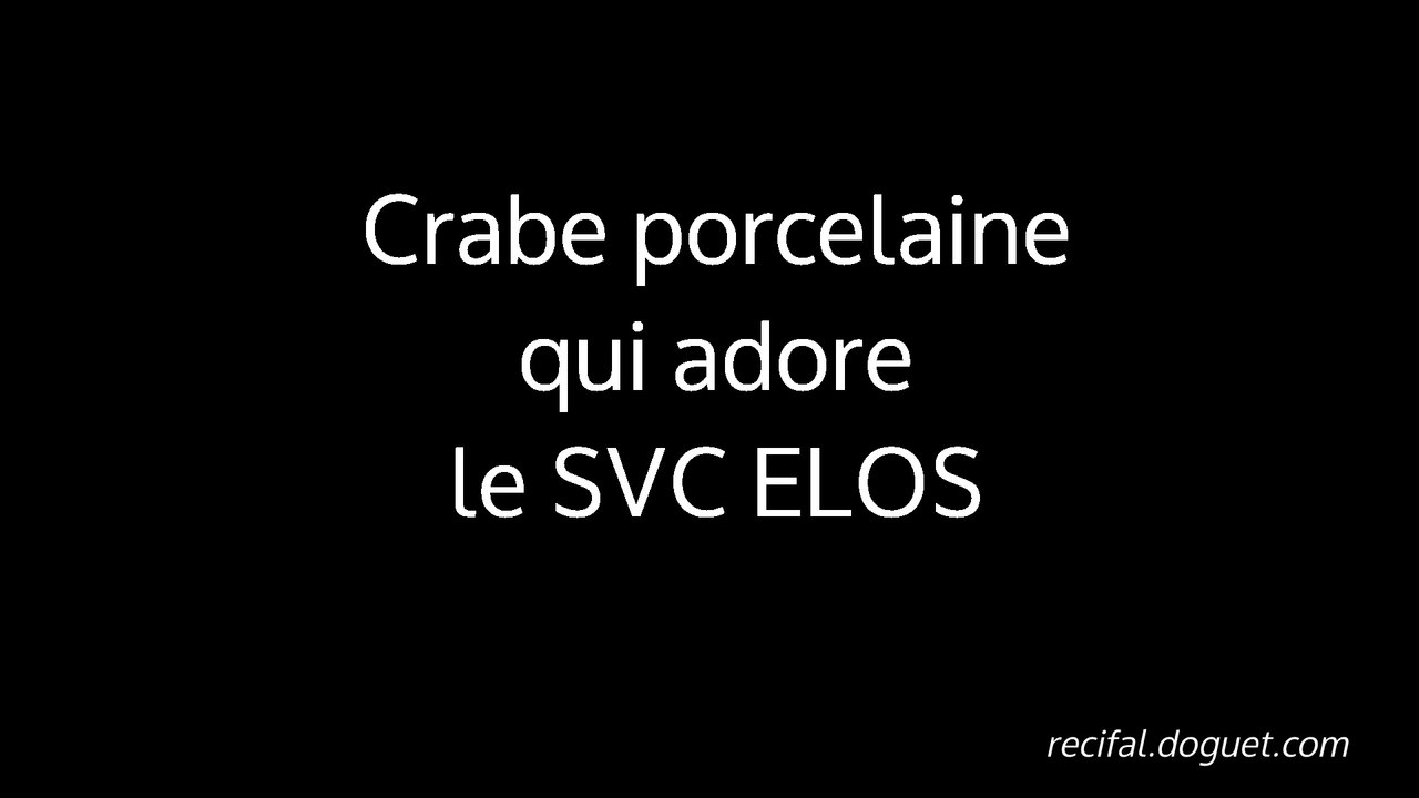 Crabe porcelaine qui mange du ELOS SVC