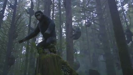 Going Ape in the Sonar