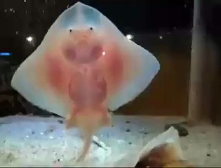 Baby stingray are super weird yet oddly adorable