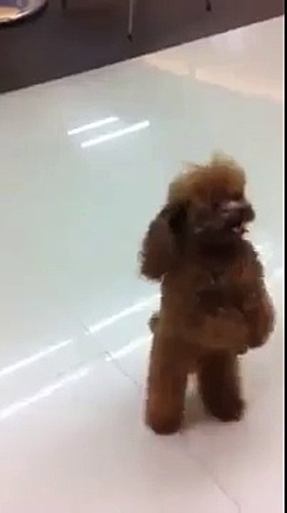 Funny + Cute Walking Bitch 2016