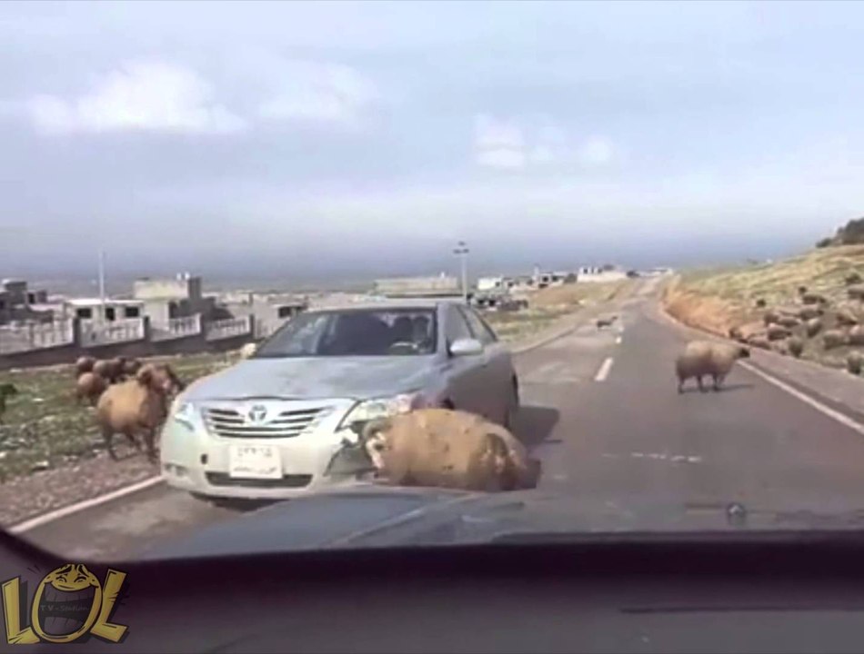 Angry Ram vs Toyota