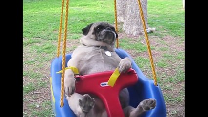 Pugs Are Awesome: Compilation