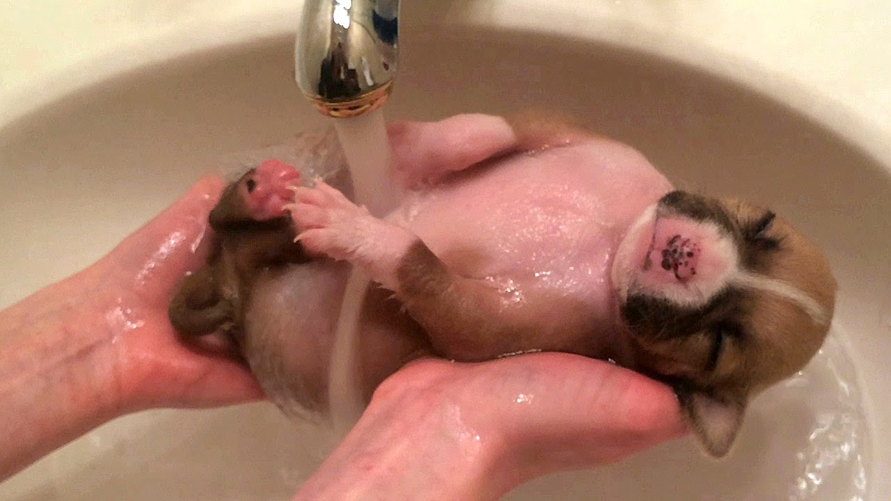 Cute Puppy Shower: Rescued Pup Enjoys Bath Time