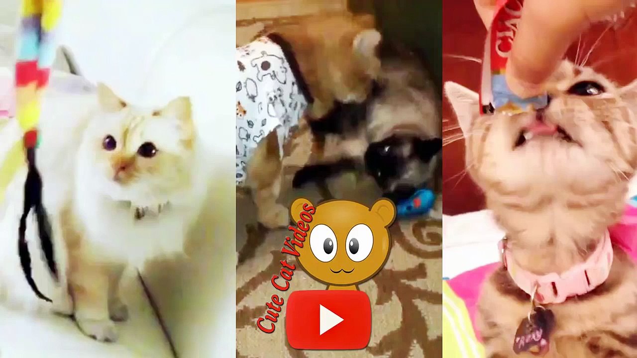 Top Funny Cat Videos 2016 Latest Compilation of 3 Videos Cats Playing & Eating