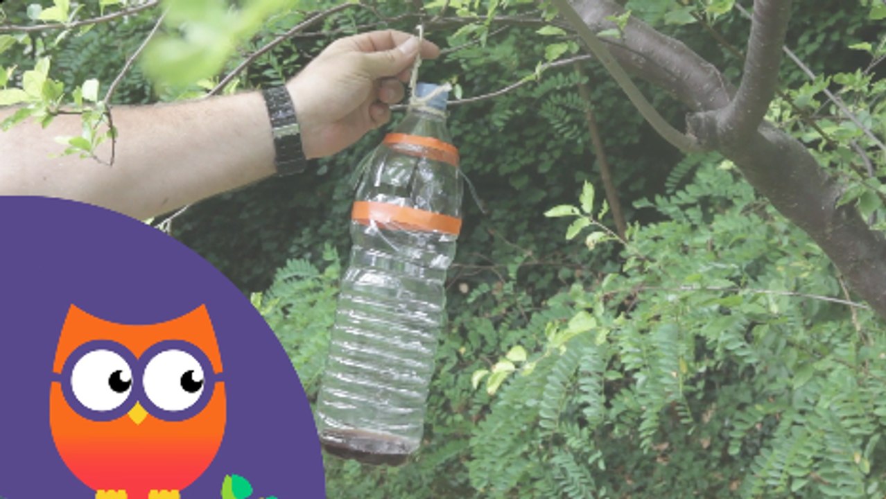 Comment fabriquer un piège à guêpes (Ooreka.fr)