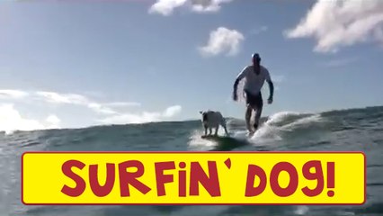 Awesome Dog Surfing In California