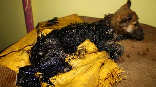 Puppy rescued covered in tar, watch her happy ending!