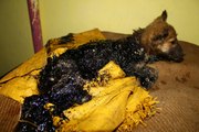 Puppy rescued covered in tar, watch her happy ending!