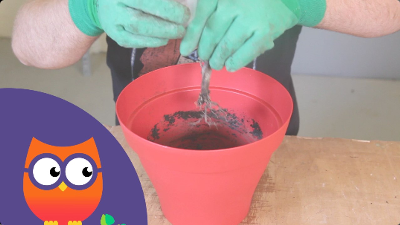 Comment praliner les racines des arbres et arbustes (Ooreka.fr)