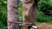 How to climb on tree, amazing machine to help you climb on tree, amazing people of the world, people are awasome, funny fails, natural beauty