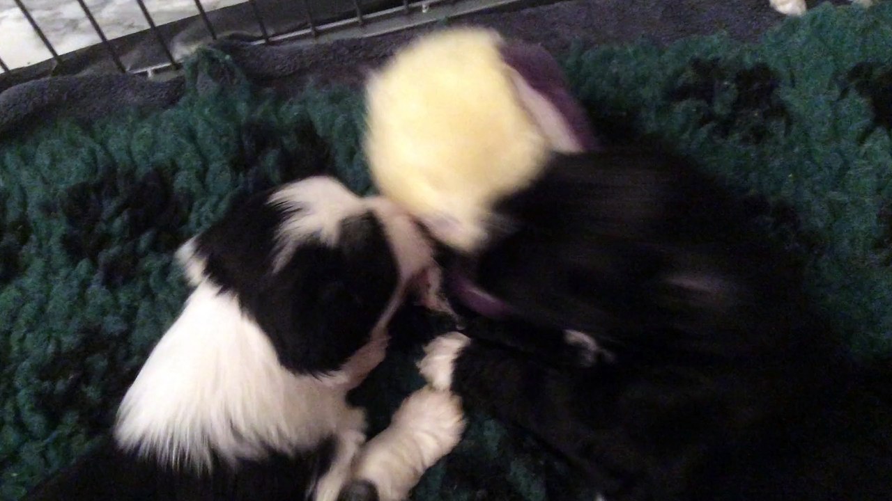 LHOYD joue avec LUCKY
