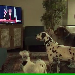 America Loves Donald Trump - Every-time I see this video, I laugh till my stomach hurts! LOL