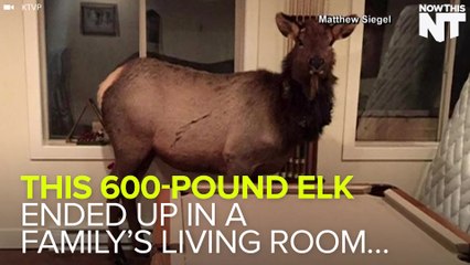 This 600-Pound Elk Fell Into A Family's Living Room