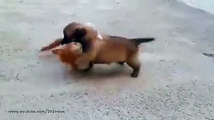 Komik Kedi Köpek kavgası :D