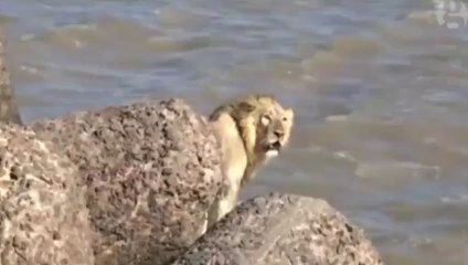 Lion saved from sea on Indian coast