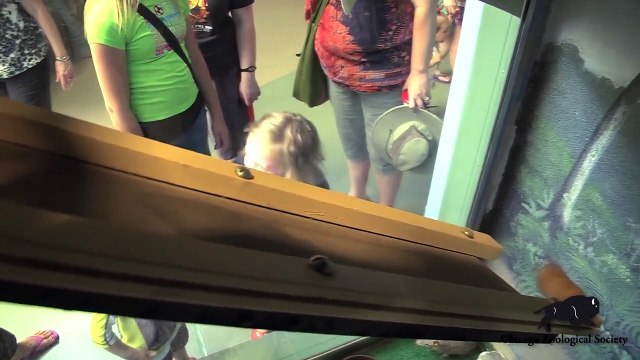 Belt Feeders Enrich Animals' Lives Army Sergeant Surprises Daughters at Brookfield Zoo's Dolphin Presentation Baby Born to Koola Gorilla