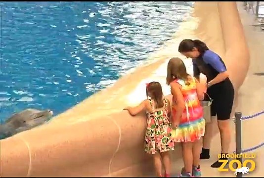 Army Sergeant Surprises Daughters at Brookfield Zoo's Dolphin Presentation Baby Born to Koola Gorilla
