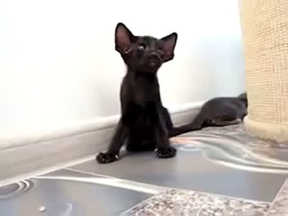 O gatinho gremlin!