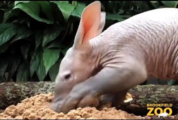 Baby Aardvark and Mom at Brookfield Zoo