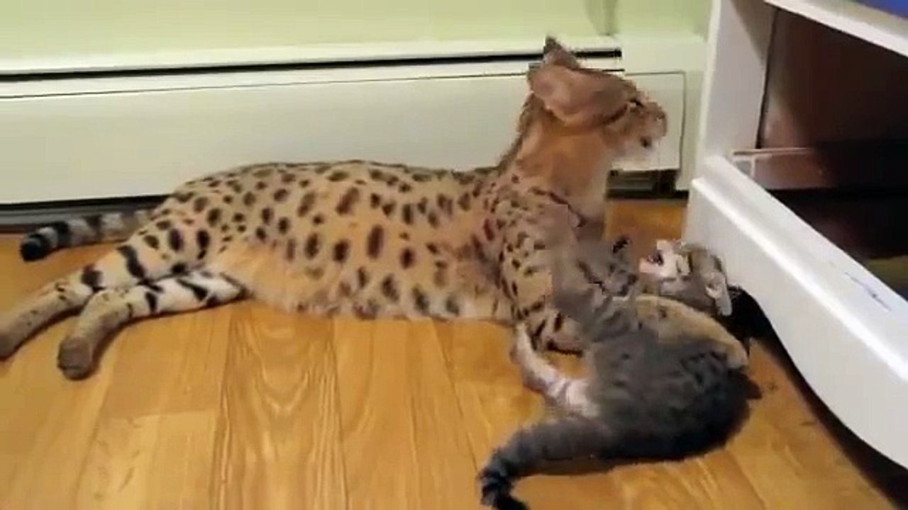 Gato e gatinho Asher raça diferente