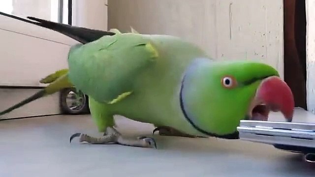 Красавчик попугай любуется собой