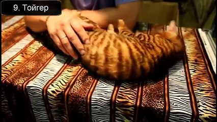 Красивые кошки планеты