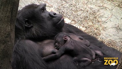 Baby Born to Koola Gorilla  Army Sergeant Surprises Daughters at Brookfield Zoo's Dolphin Presentation  Baby Born to Koola Gorilla