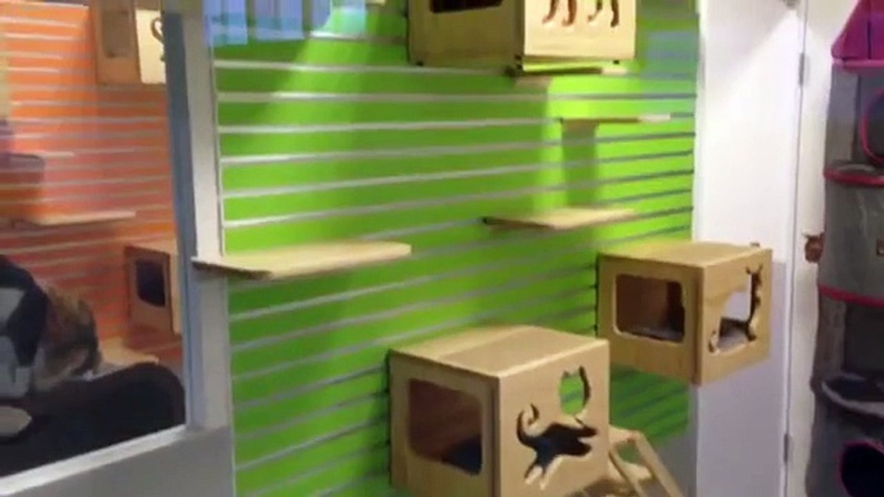 Cat House