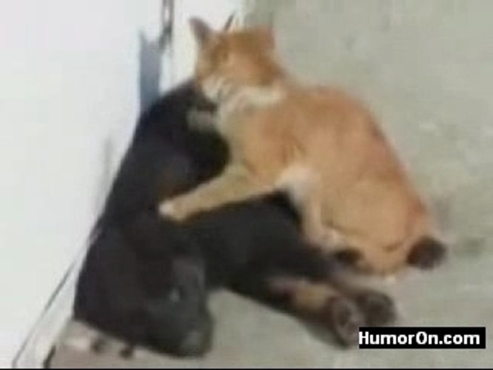 Cat Massage The Dogs