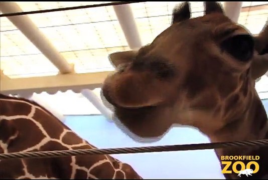 Baby Giraffe Born at Brookfield Zoo Army Sergeant Surprises Daughters at Brookfield Zoo's Dolphin Presentation Baby Born to Koola Gorilla