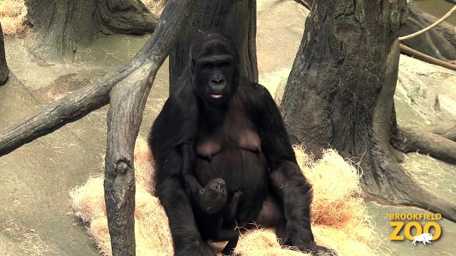 Baby Gorilla at Brookfield Zoo Army Sergeant Surprises Daughters at Brookfield Zoo's Dolphin Presentation Baby Born to Koola Gorilla