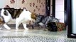 The best of 2016 Cats and Kittens playing while waiting Christmas