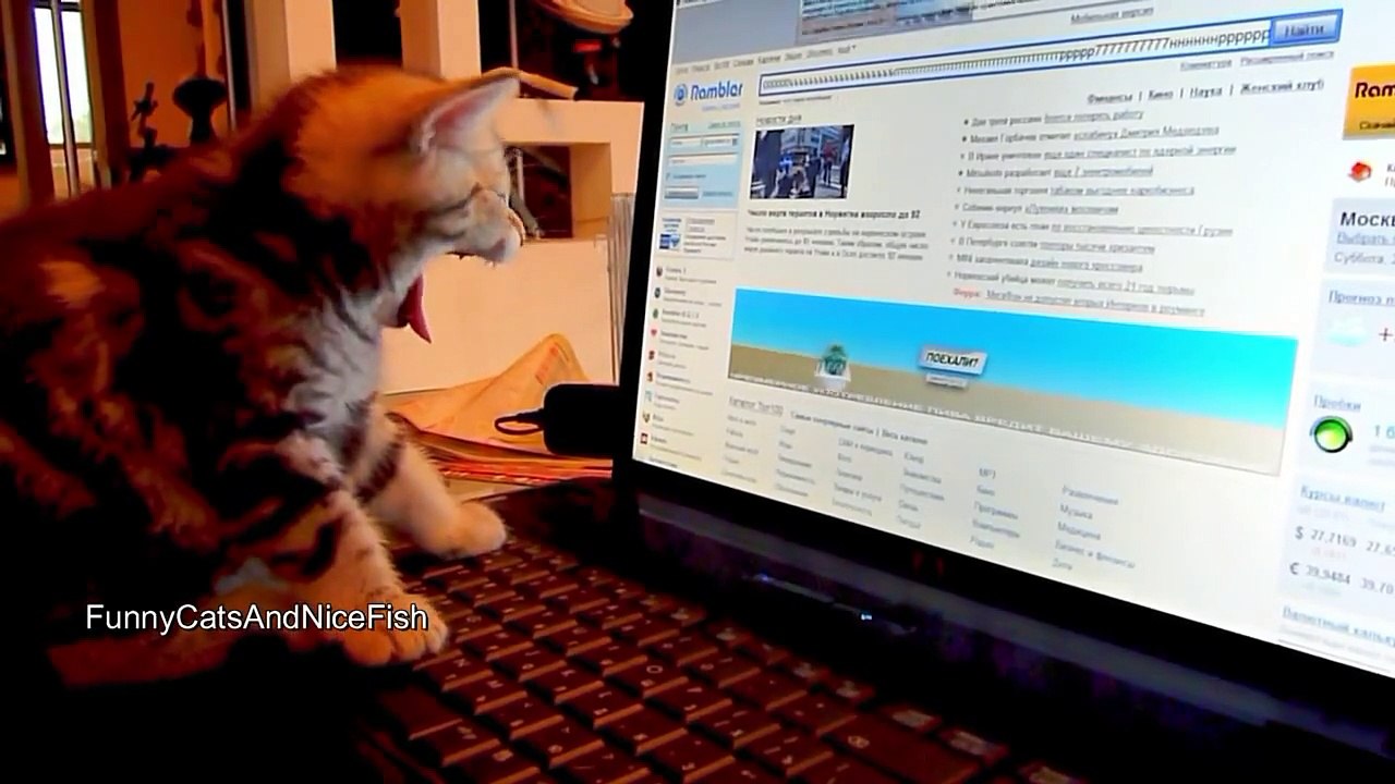 The best of 2016 Cute Kittens and Funny Cats Compilation - More Yawns, More smiles