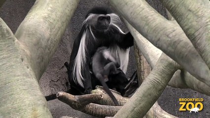 Baby Monkey Reaches 3 Months of Age at Brookfield Zoo