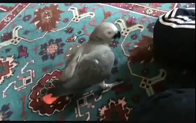 Loro gris africano hermoso