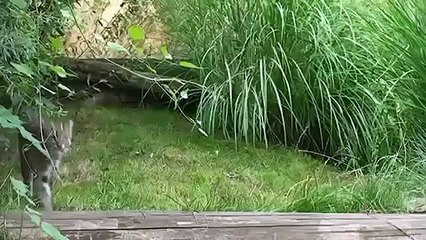 Hermoso gato llegado a los peces