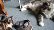 El gatito juega con las patas de Maine Coon